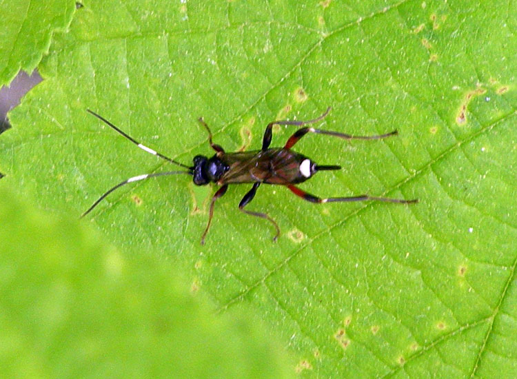 Pot-pourri di Ichneumonoidea